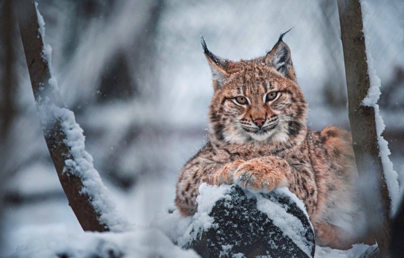 Канадская Рысь (лат. Lynx canadensis)