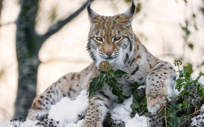 Alpen Luchs (Рысь)
