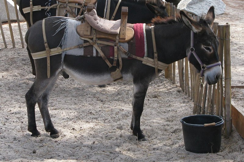 Equus asinus