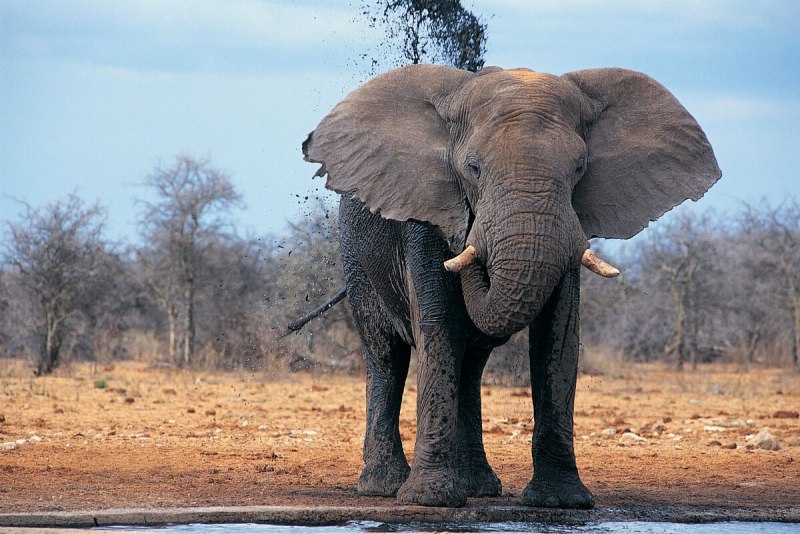 Elefant фото для детей