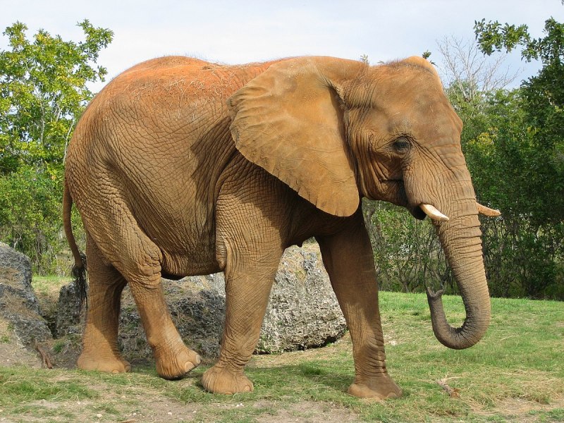 The Heaviest animal in the World