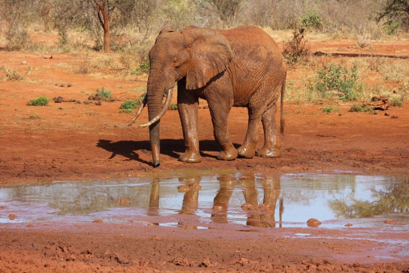 Слон (Loxodonta africana) (Blumenbach, 1797)