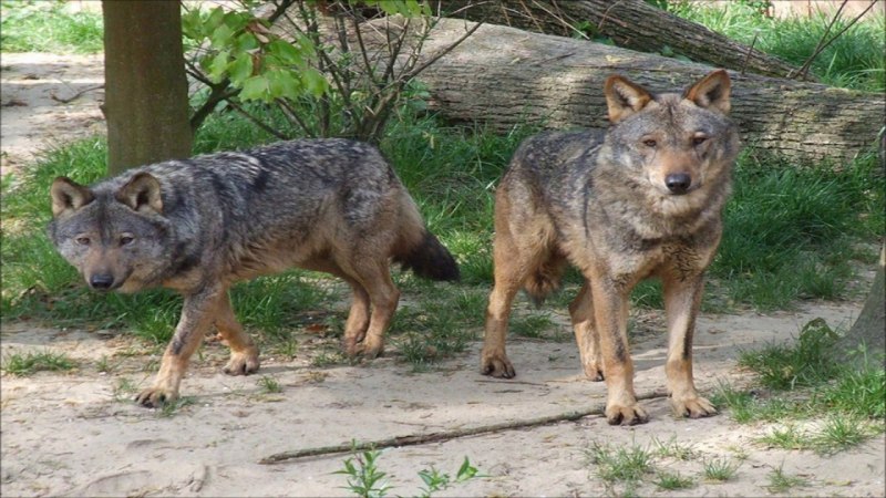 Иберийский волк (canis Lupus signatus)