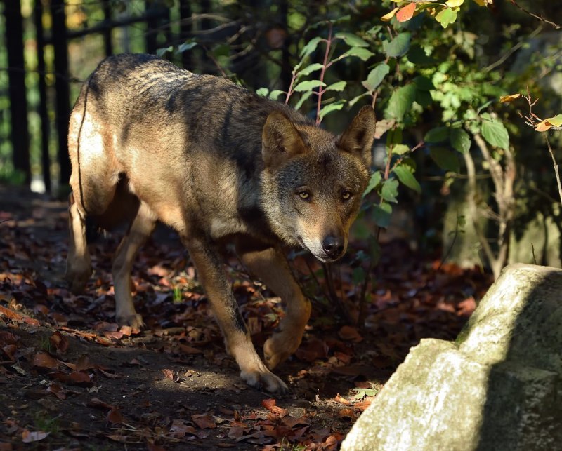 Иберийский волк (canis Lupus signatus)