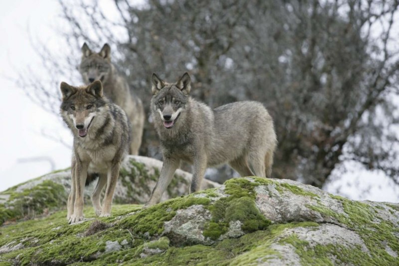 Canis chihliensis
