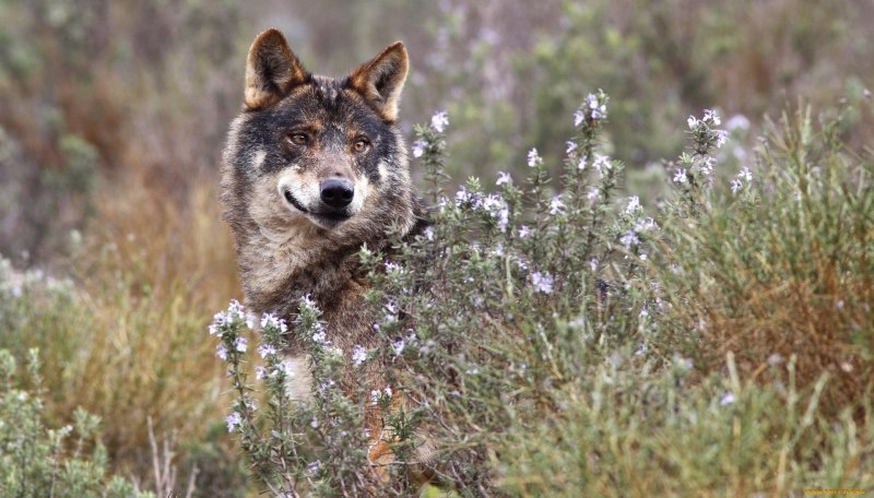 Canis Lupus signatus