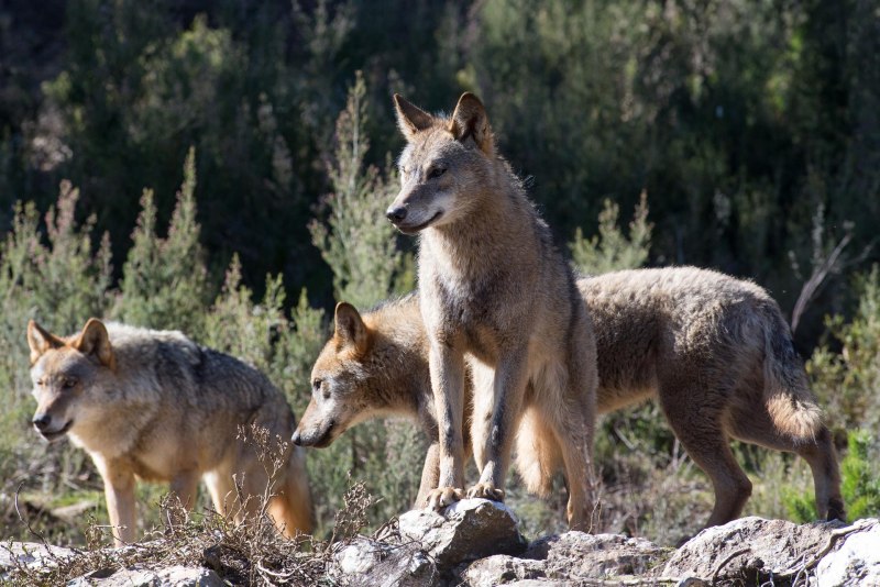 Iberian Wolves группа