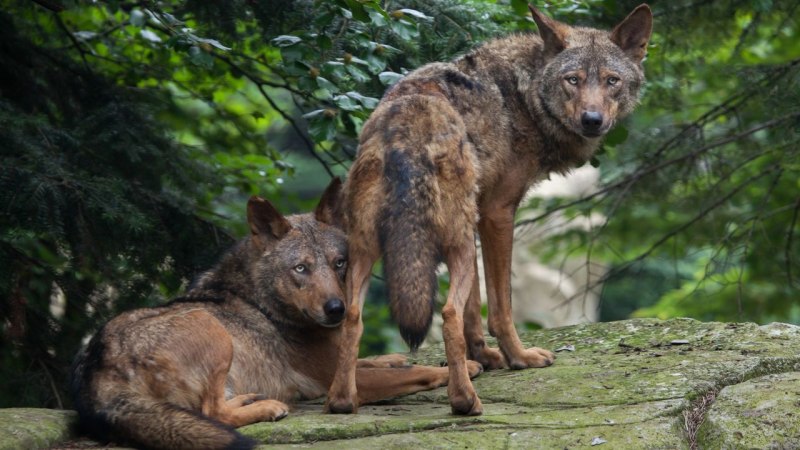Iberian Wolves группа