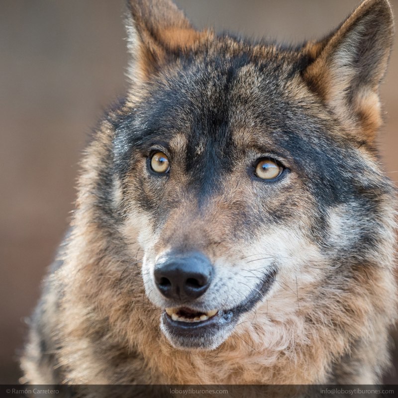 Iber kurdu canis Lupus nignatur