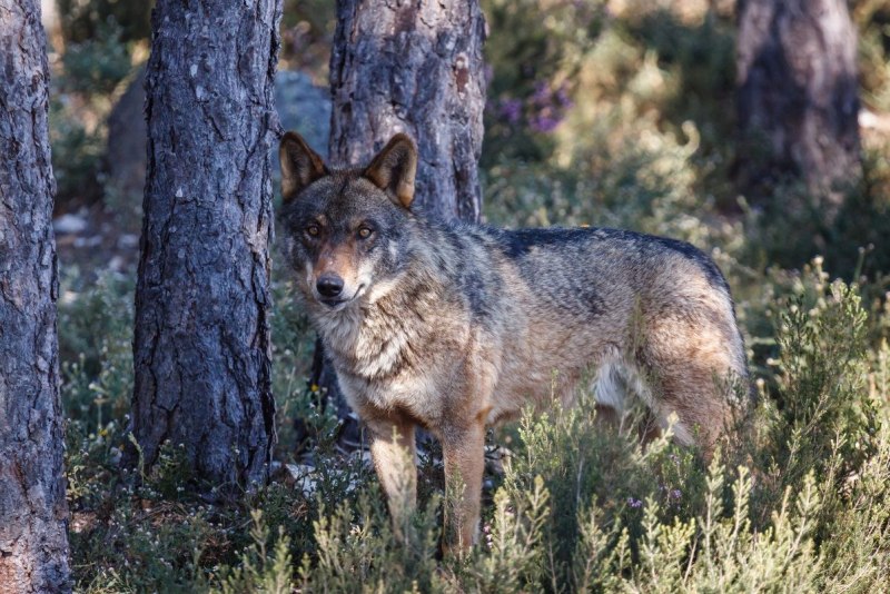 Wolf Sierra провайдер