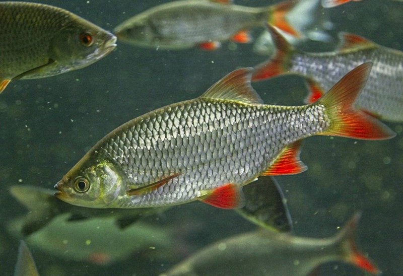 Красноперка Scardinius erythrophthalmus