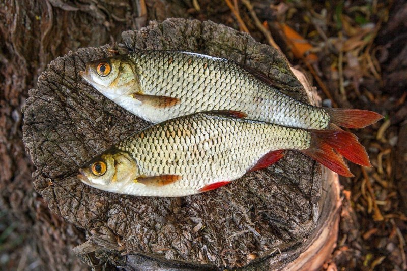 Плотва rutilus rutilus