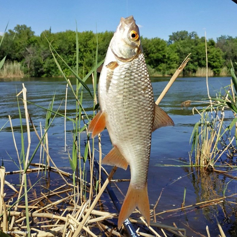 Плотва rutilus rutilus