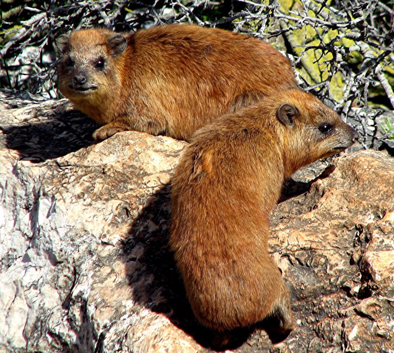 Hyrax Микромашина