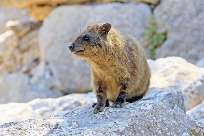 Procavia capensis животные