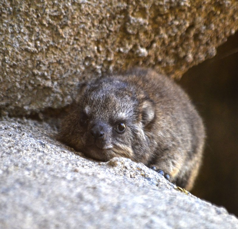 Rock Hyrax