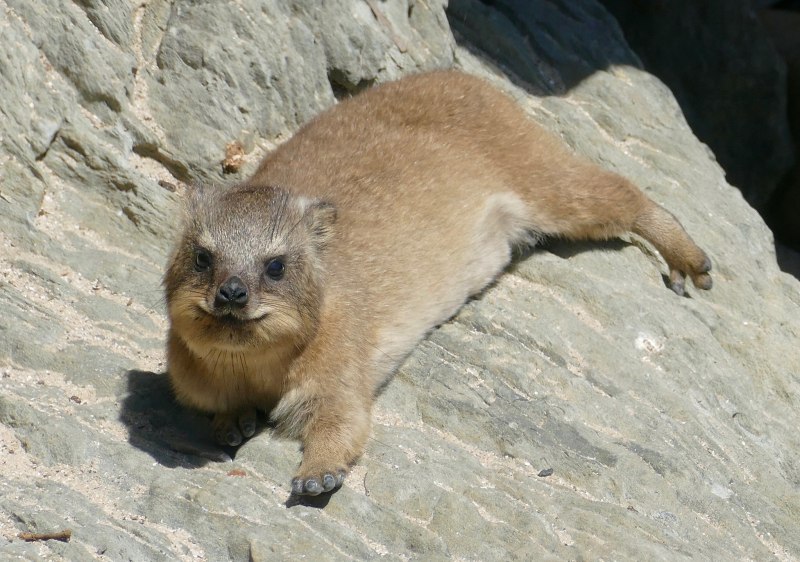 Hyrax Tower Scout