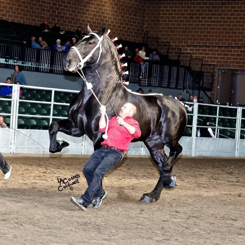 Sampson лошадь