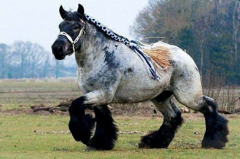 Лошади породы Шайр