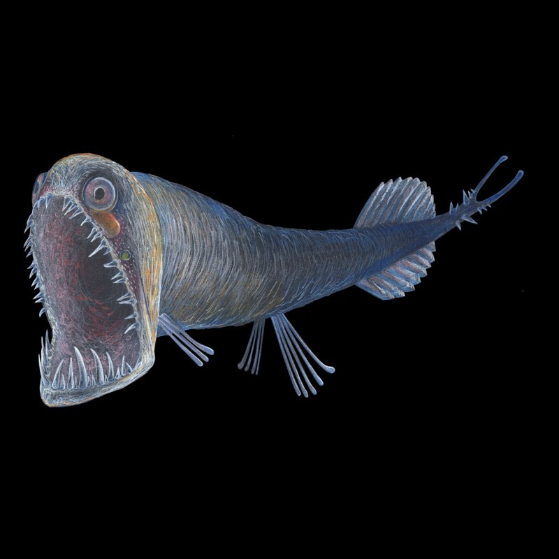 Stoplight loosejaw