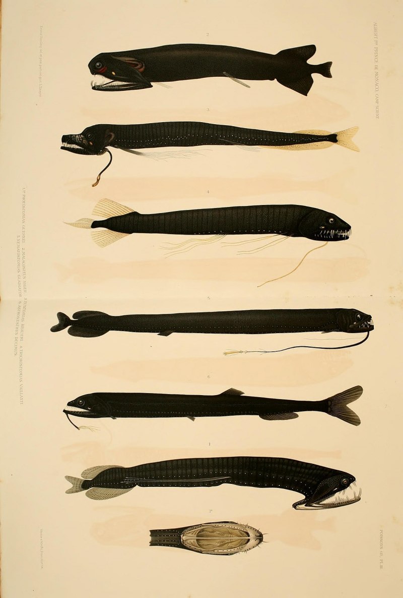 Pachystomias microdon