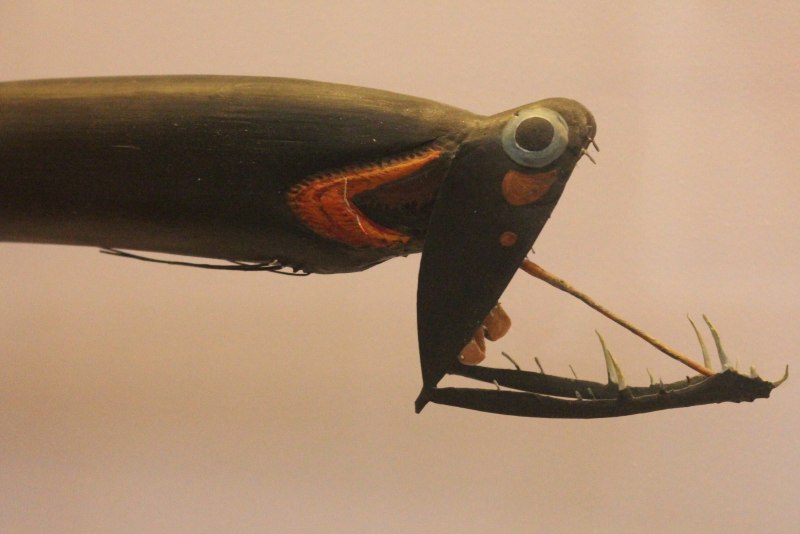Stoplight loosejaw