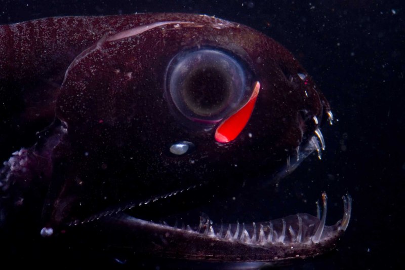 Stoplight loosejaw