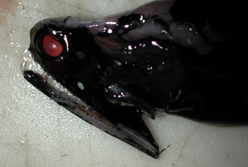 Malacosteus Niger рыба