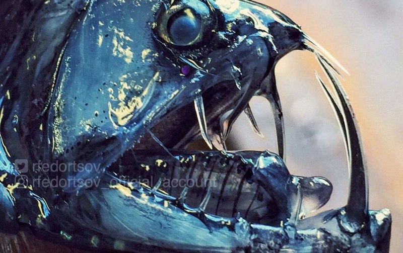 Loosejaw stoplight Fish