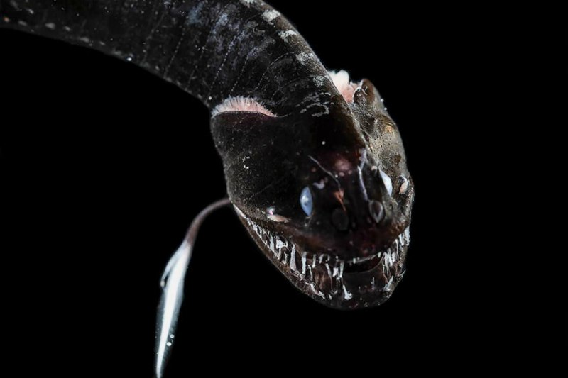 Черная рыба дракон Idiacanthus
