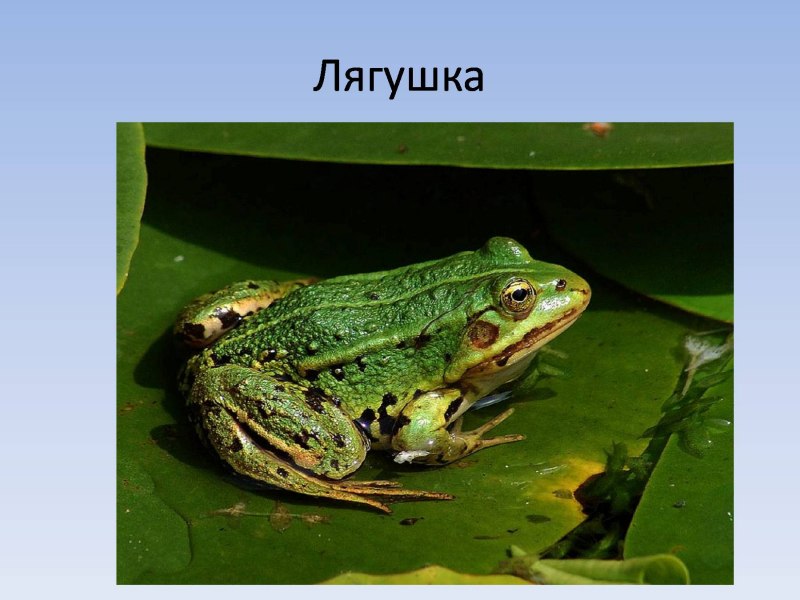 Жабы в Болгарии