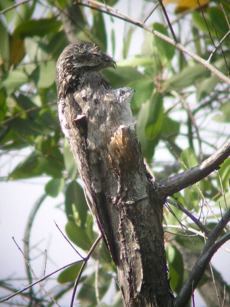 Обыкновенный козодой (Caprimulgus europaeus)