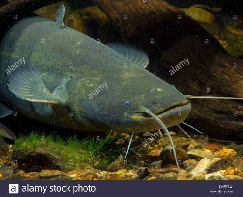 Silurus GLANIS рыба