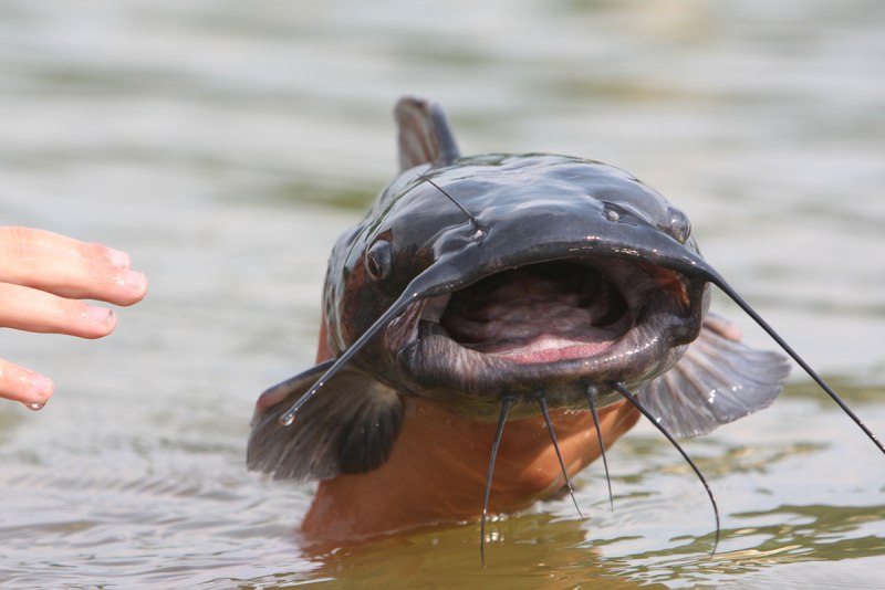 Catfish Nina
