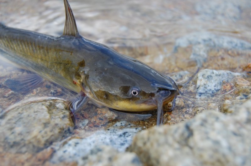 Сом Silurus GLANIS
