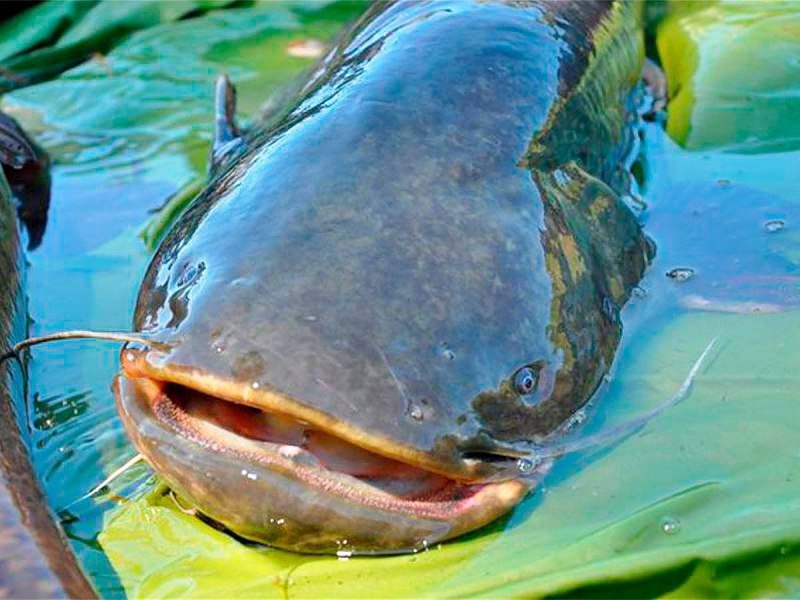 Silurus GLANIS