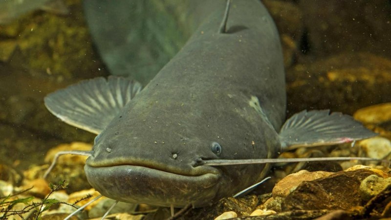 Сом Солдатова Soldatov Catfish