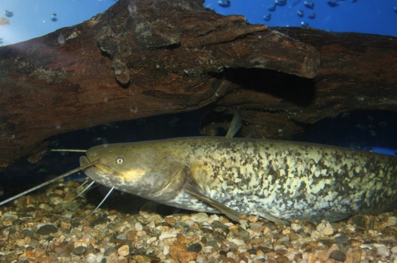 Сом обыкновенный Silurus GLANIS