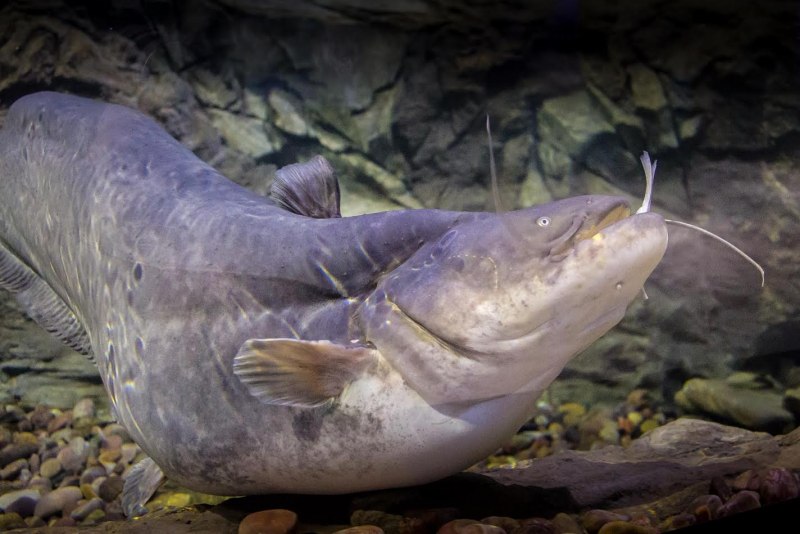Сом Солдатова Soldatov Catfish