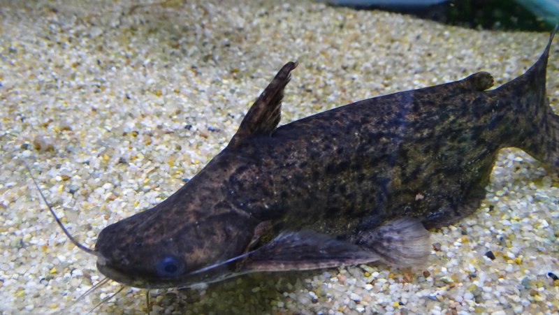 Silurus GLANIS рыба