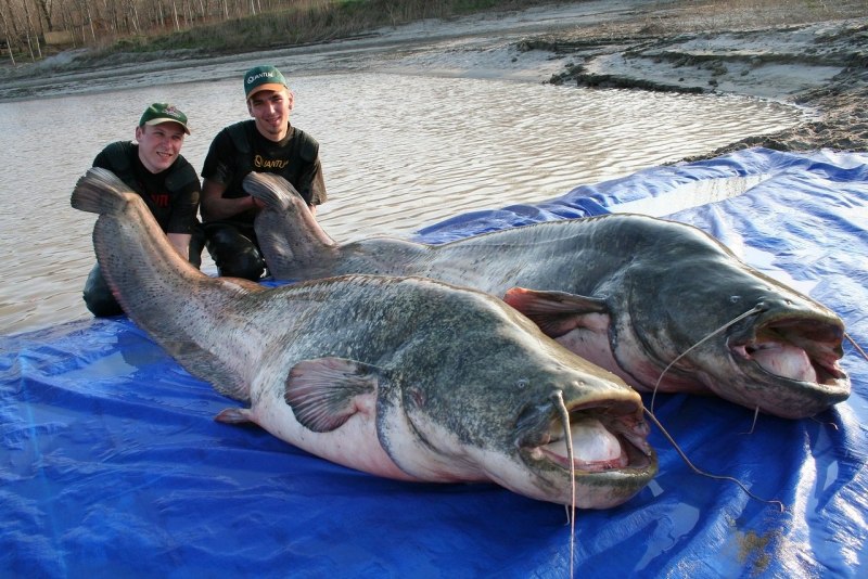 Silurus GLANIS рыба
