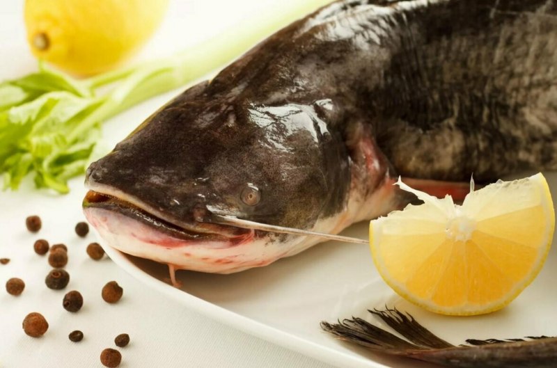 Wels Catfish