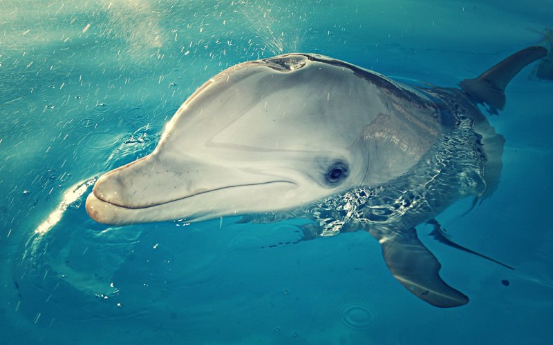 Дельфин животное (64 фото)