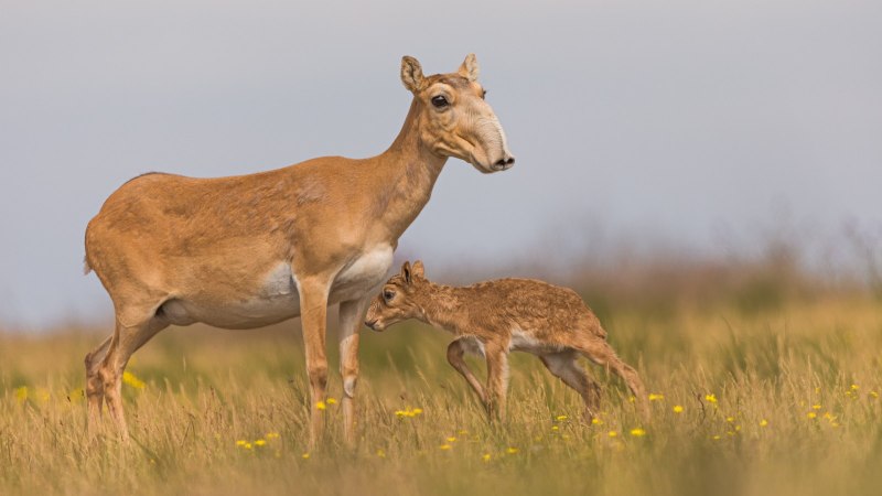 Сайгак Saiga tatarica