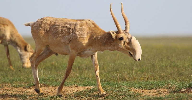 Сайгак Saiga tatarica