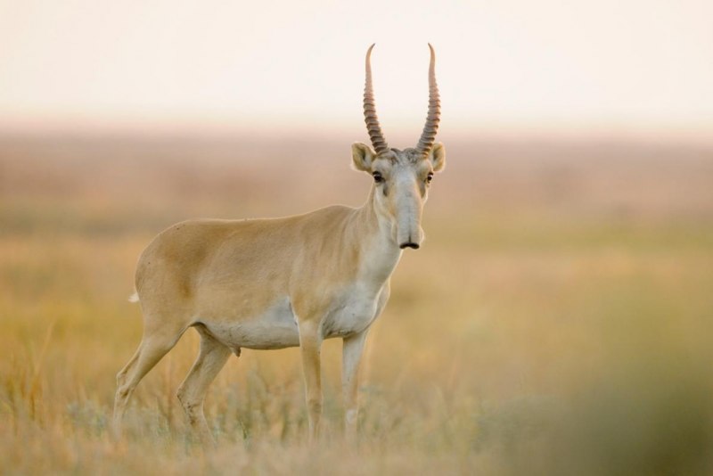 Сайгак Saiga tatarica