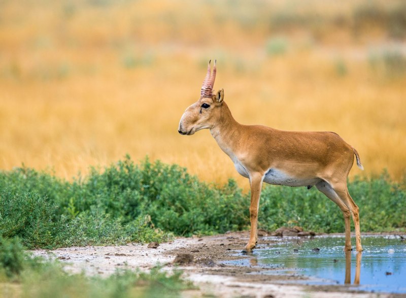 Сайгак Saiga tatarica