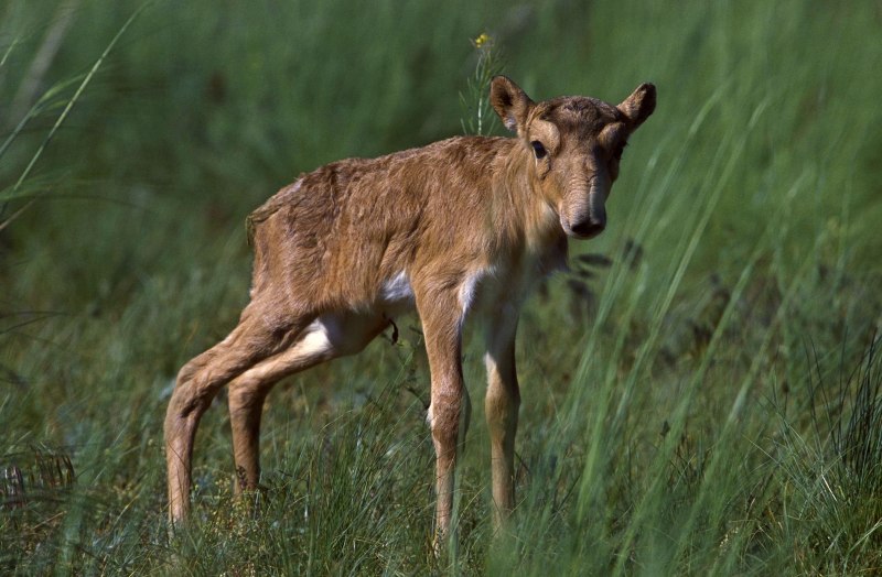 Сайгак Saiga tatarica
