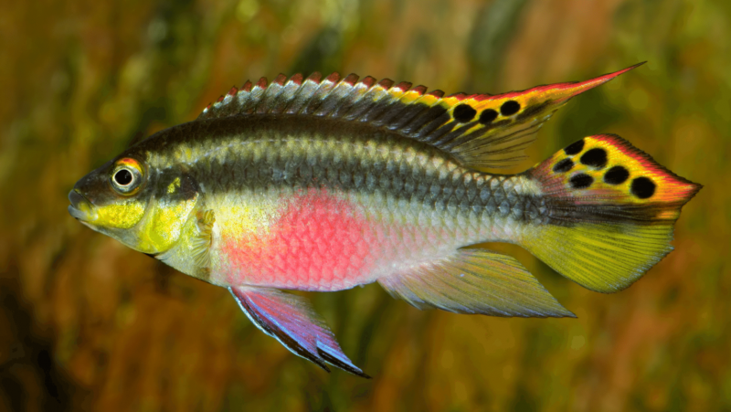Пельвикахромис тениатус Pelvicachromis taeniatus