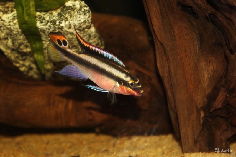 Pelvicachromis rubrolabiatus